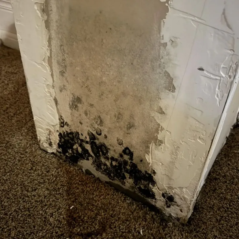 Professional Mold Removal in Dighton, KS
